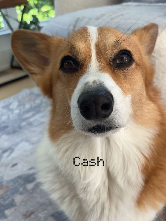 Cash