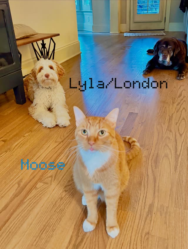 Lyla, London, and Moose
