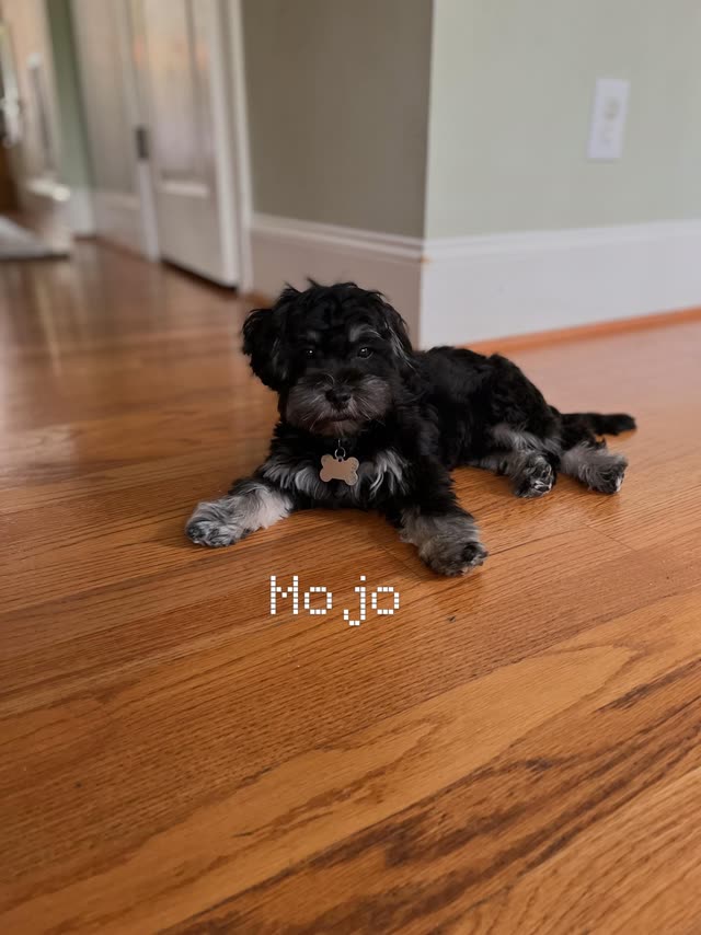 Mojo