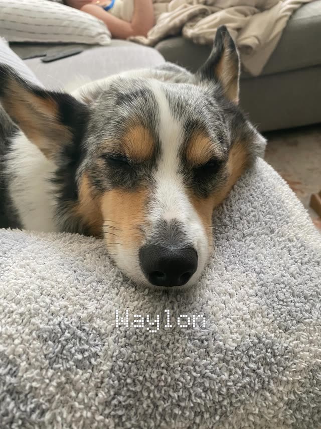 Waylon