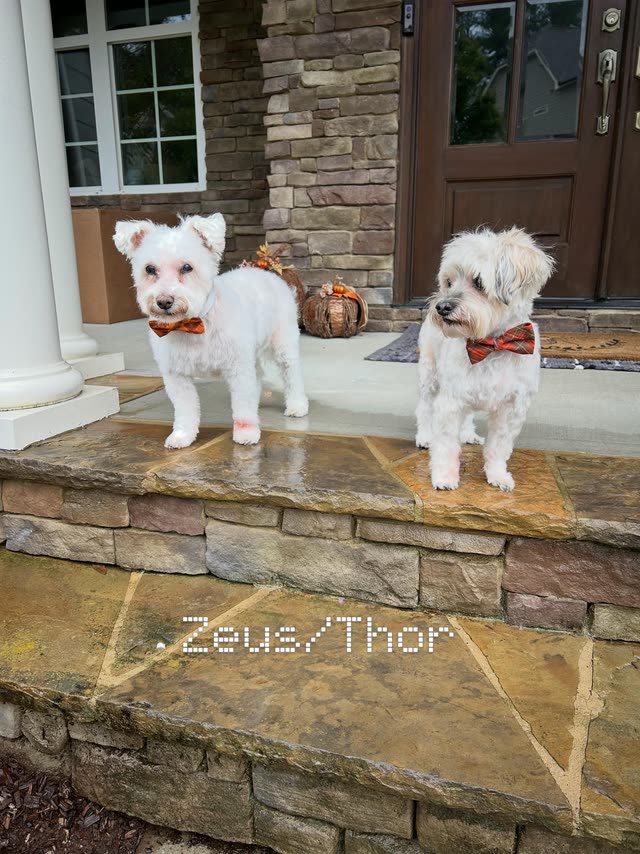 Zeus and Thor